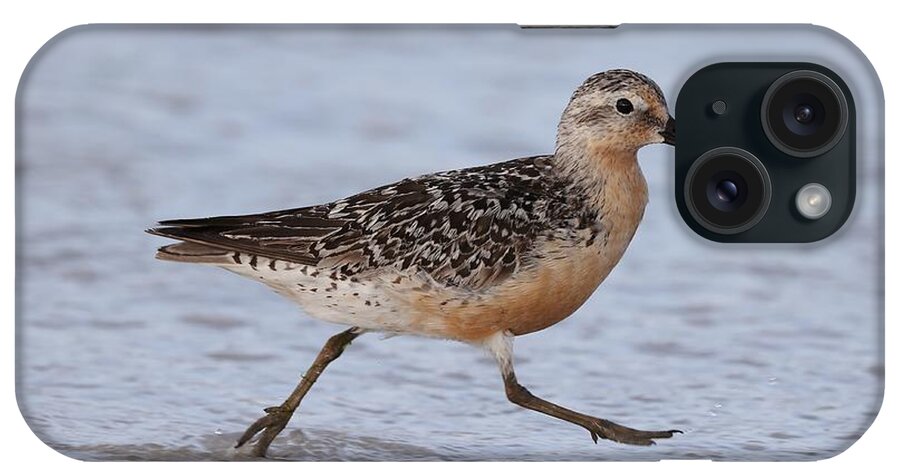 Red Knot iPhone Case featuring the photograph Red Knot on the Run by Mingming Jiang