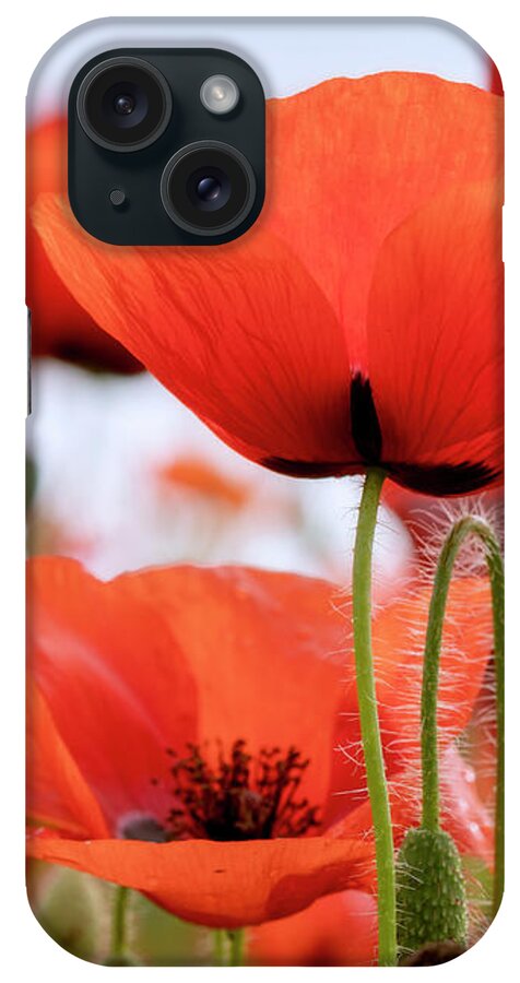 Red iPhone Case featuring the photograph Red Poppies in a Field by Catherine Avilez