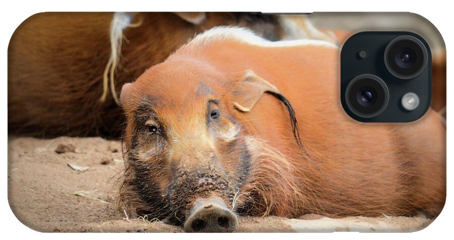 Hog iPhone Case featuring the photograph Red River Hogs by Debra Kewley