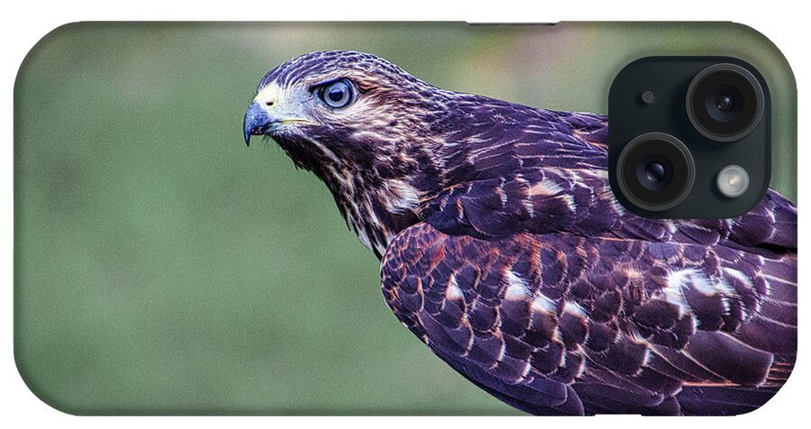 Raptor iPhone Case featuring the photograph Red-Shouldered Hawk by Randy Bayne