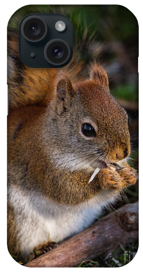 Red Squirrel iPhone Case featuring the photograph Red Squirrel eating Sunflower Seeds by Lorraine Cosgrove