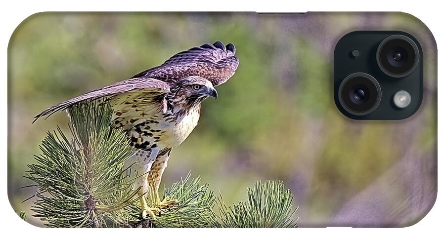 Hawk iPhone Case featuring the photograph Red Tail Hawk by Bob Falcone