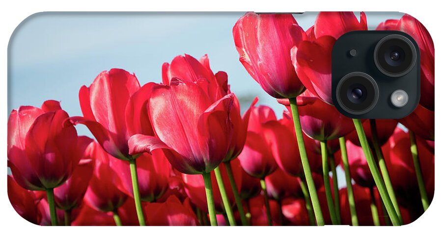 The Image Of Red Tulips Taken By Rich Sirko. iPhone Case featuring the photograph Red Tulips by Rich S