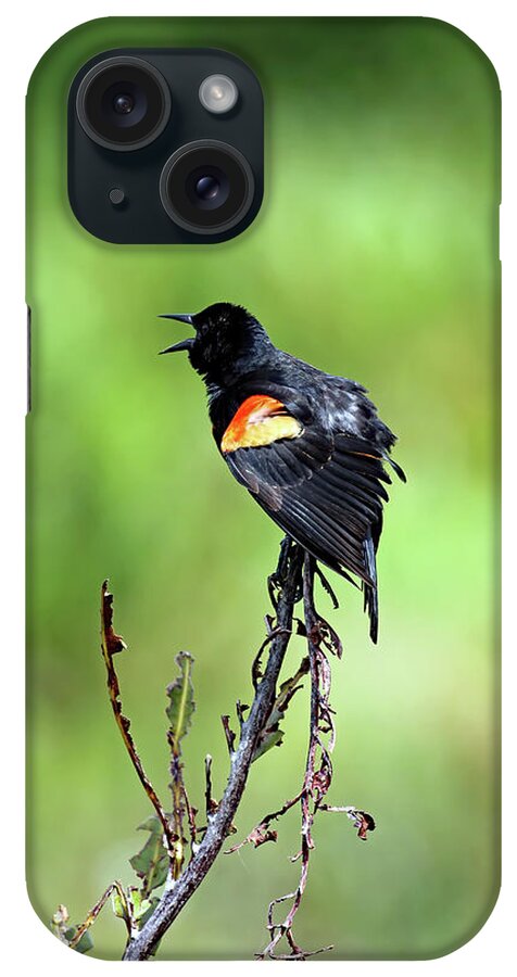 Florida iPhone Case featuring the photograph Red Wing Singing by Jennifer Robin
