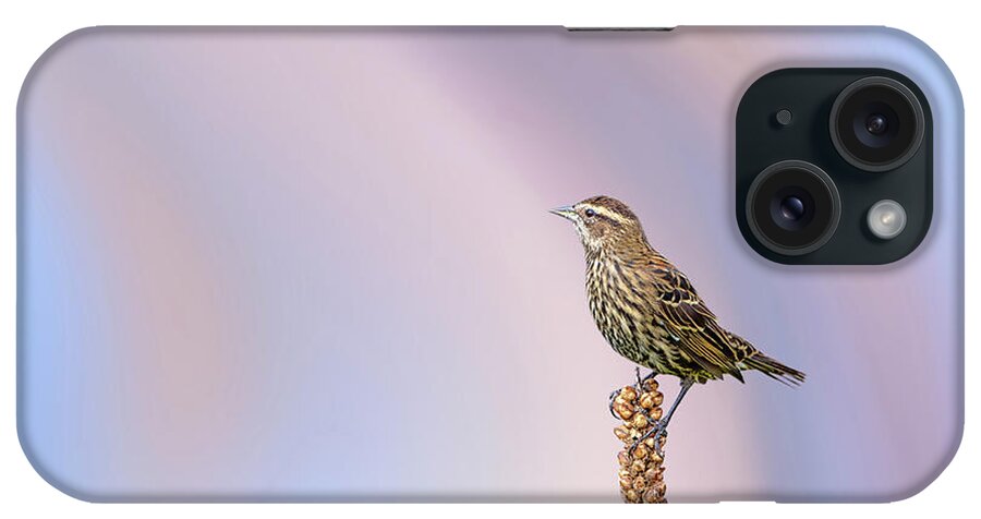 Red Winged Blackbird iPhone Case featuring the photograph Red Winged Black Bird - Female by Rehna George