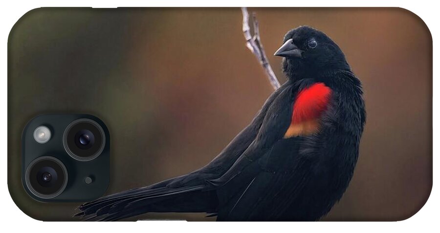 Blackbird iPhone Case featuring the photograph Red Winged Blackbird by Rebecca Herranen