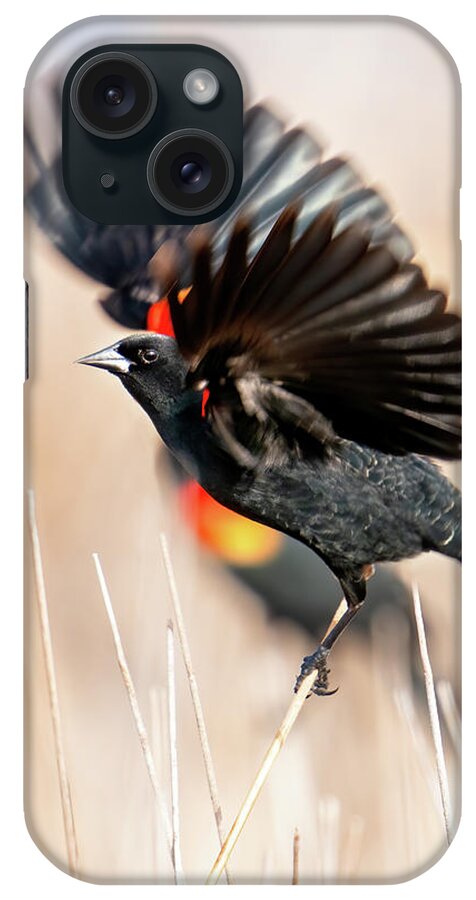 Red-winged Blackbirds iPhone Case featuring the photograph Red-winged Blackbird Wingspread by Judi Dressler