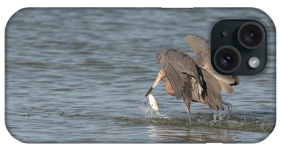 Reddish Egret iPhone Case featuring the photograph Reddish Egret and Its Catch by Mingming Jiang