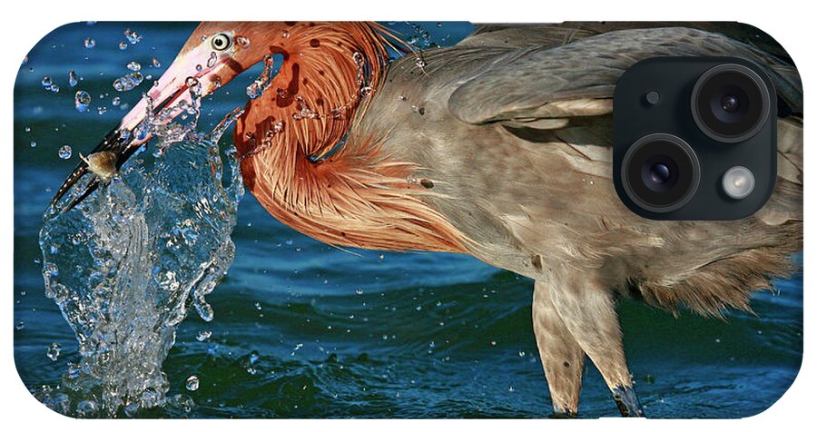 Reddish Egret iPhone Case featuring the photograph Reddish Egret Catch by John F Tsumas