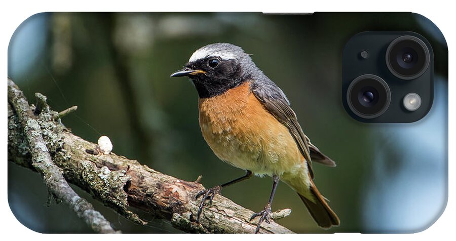 Redstart iPhone Case featuring the photograph Redstart perching on a pine twig by Torbjorn Swenelius