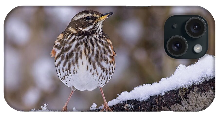 Redwing iPhone Case featuring the photograph Redwing, Turdus iliacus, in winter by Tony Mills