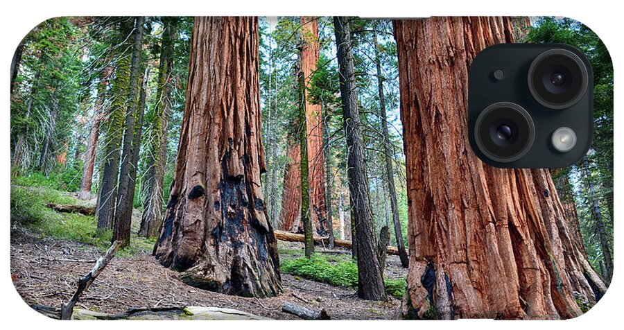 Sequoia National Park iPhone Case featuring the photograph Redwood Mountain Grove Sequoias by Kyle Hanson