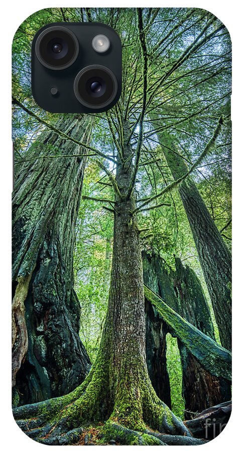 Redwood National Park Trees iPhone Case featuring the photograph Redwood National Park Trees by Dustin K Ryan