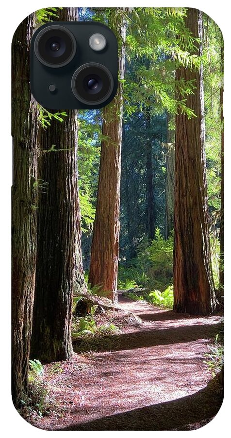Redwoods iPhone Case featuring the photograph Redwood Path by Daniele Smith