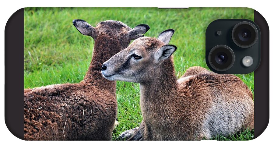 Resting Calves iPhone Case featuring the photograph Resting Calves by Warren Thompson