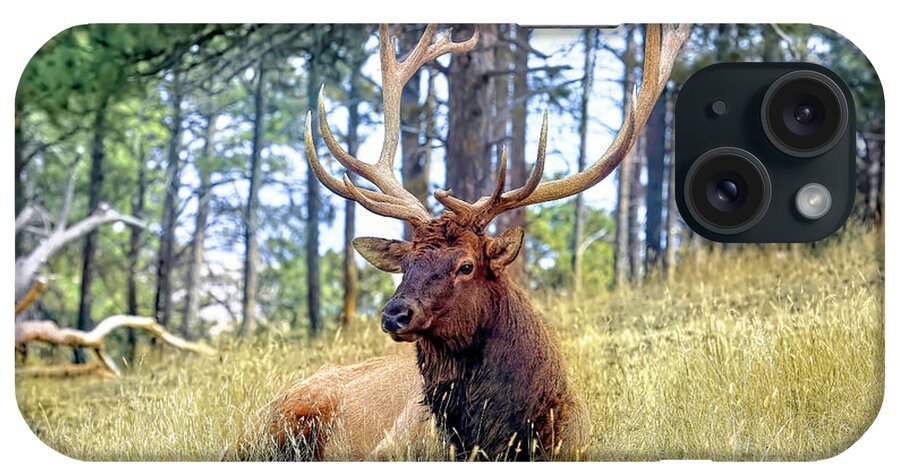 Elk iPhone Case featuring the photograph Resting Elk by Donna Kennedy
