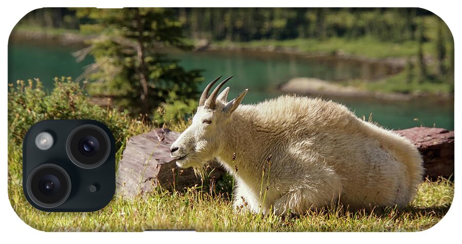 Glacier National Park iPhone Case featuring the photograph Resting Mountain Goat by Nancy Gleason