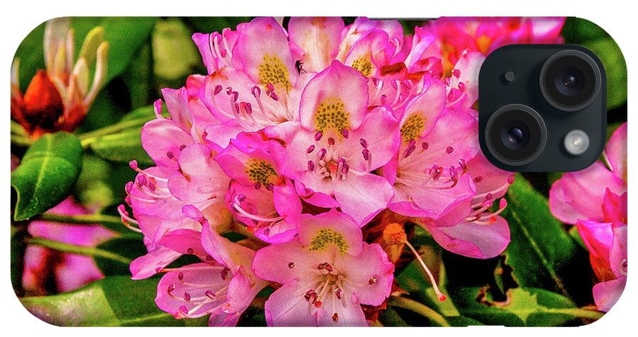 Rhododendron iPhone Case featuring the photograph Rhododendron in Bloom by James C Richardson