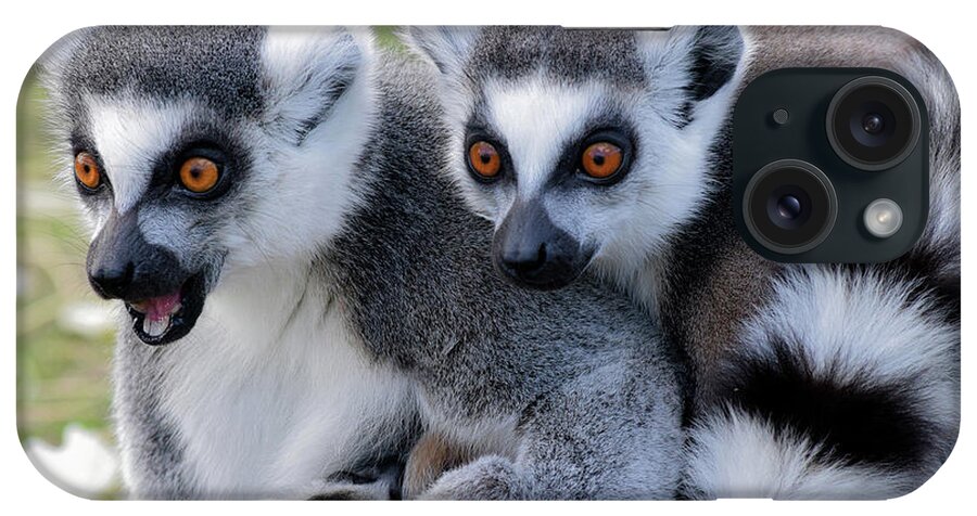 Ringtailed Lemurs iPhone Case featuring the photograph Ringtailed Lemur duo with baby by Gareth Parkes