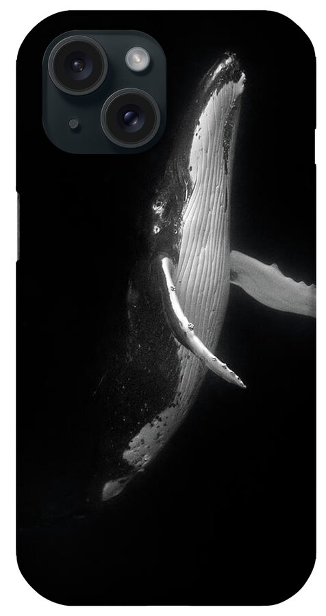 Humpback Whale iPhone Case featuring the photograph Rising Humpback Whale by Max Waugh