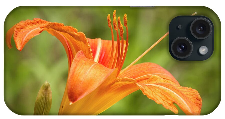 Tiger Lilly iPhone Case featuring the photograph Roadside Tiger Lilly by Bob Decker