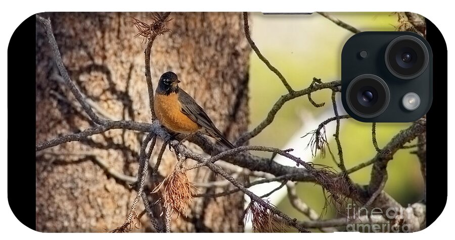 Robin iPhone Case featuring the photograph robin-3, El Dorado National Forest, California, U.S.A. by PROMedias US