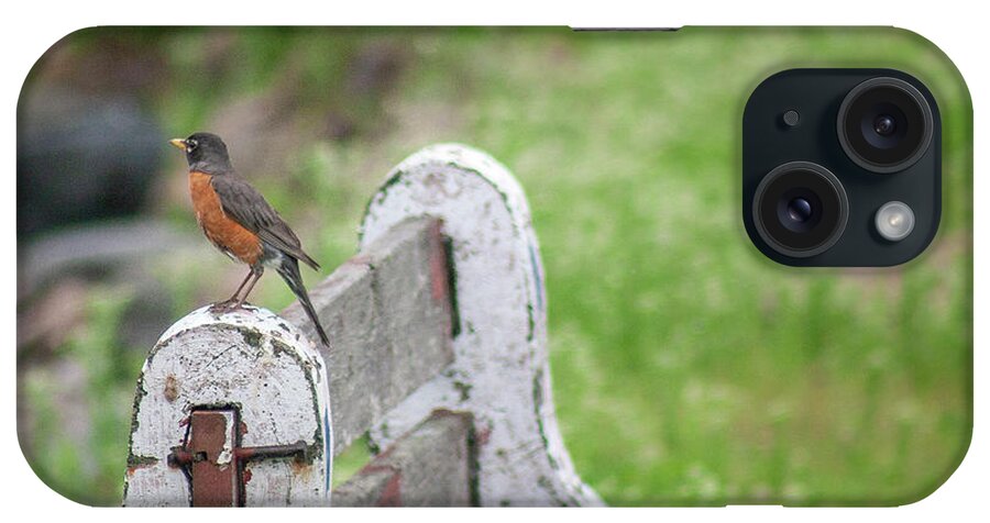 Bird iPhone Case featuring the photograph Robin on a bench by Daniel Martin