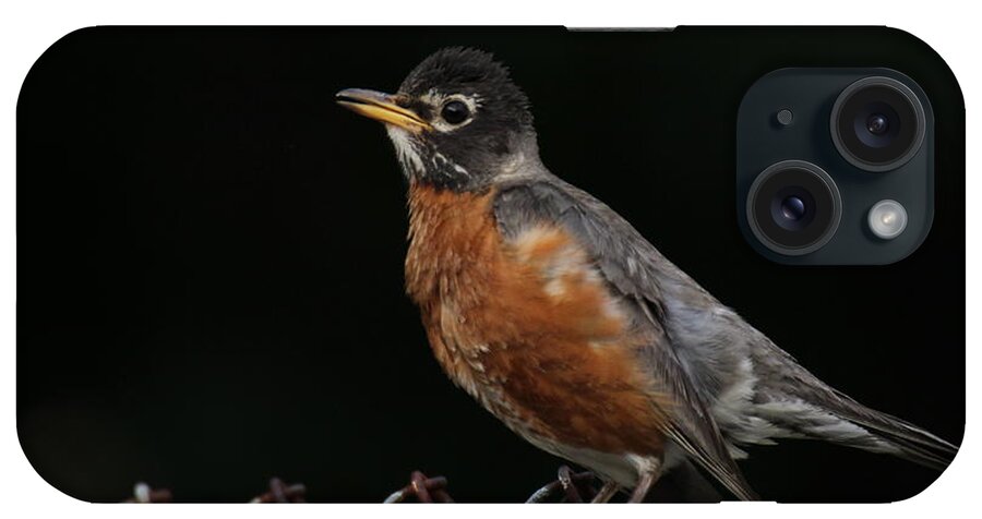 Robin iPhone 15 Case featuring the photograph Robin On Rusty A Fence by Demetrai Johnson