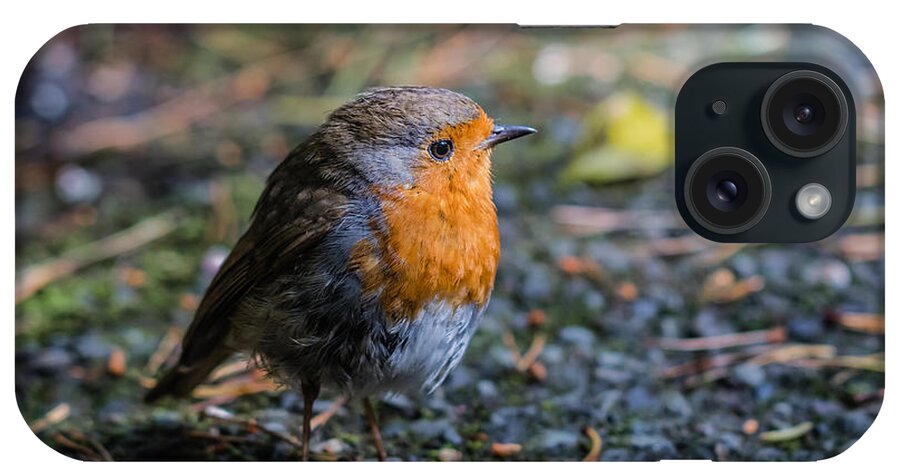 Robin iPhone Case featuring the photograph Robin Redbreast by Eva Lechner