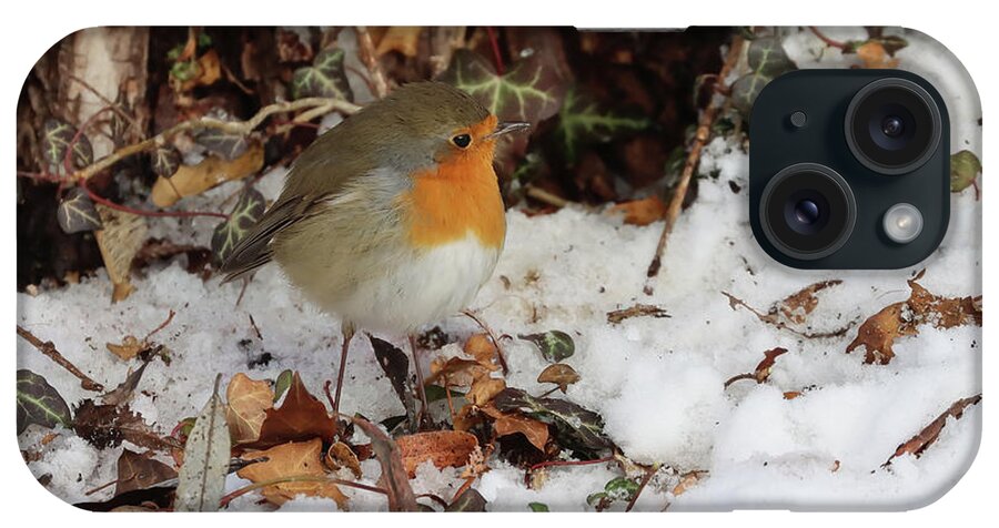 Robin Redbreast iPhone Case featuring the photograph Robin Redbreast in Winter by Eva Lechner