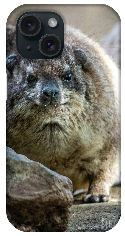 David Levin Photography iPhone Case featuring the photograph Rock Hyrax Looking at You by David Levin