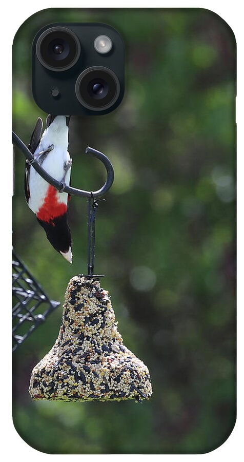 Seed Bell iPhone Case featuring the photograph Rose Breasted Grosbeak - Hanging Around by Terry Cork