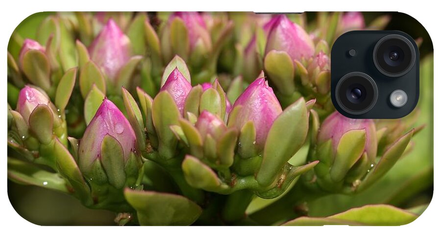 Rose Cactus iPhone Case featuring the photograph Rose Cactus by Mingming Jiang