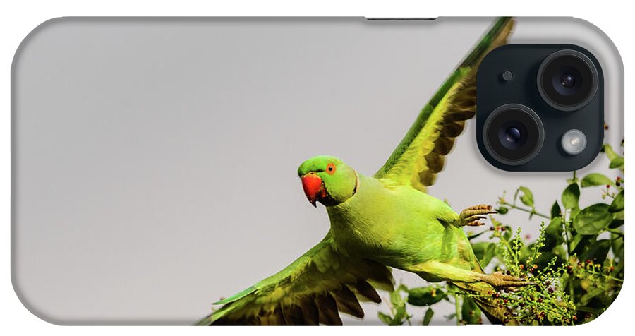 India iPhone Case featuring the photograph Rose Ringed Parakeet on Take Off by Adrian O Brien
