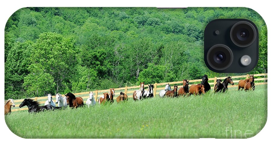 Rosemary Farm Sanctuary iPhone Case featuring the photograph Rosemary Farm Herd #225 by Carien Schippers