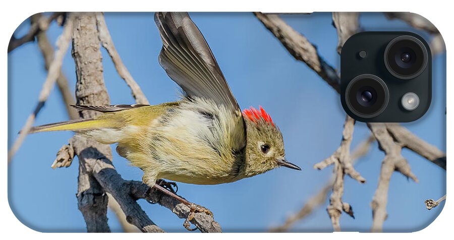 Ruby Crowned Kinglet Lifting Off iPhone Case featuring the photograph Ruby Crowned Kinglet Lifting Off by Morris Finkelstein