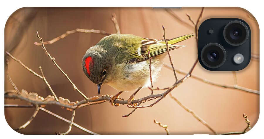 Ruby-crowned Kinglet iPhone Case featuring the photograph Ruby Crowned Kinglet - The Crown by Chad Meyer