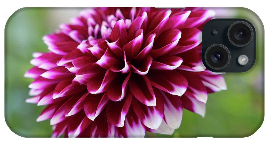 Dahlia iPhone Case featuring the photograph Ruby Dahlia by Mary Anne Delgado