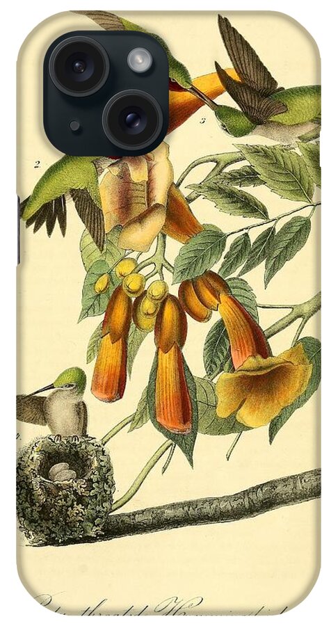 Birds iPhone Case featuring the mixed media Ruby throated Hummingbird by World Art Collective