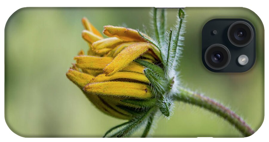 Rudbeckia iPhone Case featuring the photograph Rudbeckia Fuzzy Bud by Patti Deters