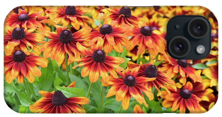 Rudbeckia iPhone Case featuring the photograph Rudbeckia Toto Rustic Flowers in Autumn by Tim Gainey