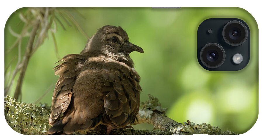 Ruddy Ground Dove iPhone Case featuring the photograph Ruddy Ground Dove by Eva Lechner