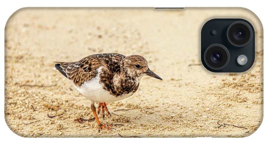 Ruddy Turnstone iPhone Case featuring the photograph Ruddy Turnstone at Dry Tortugas by Kristia Adams