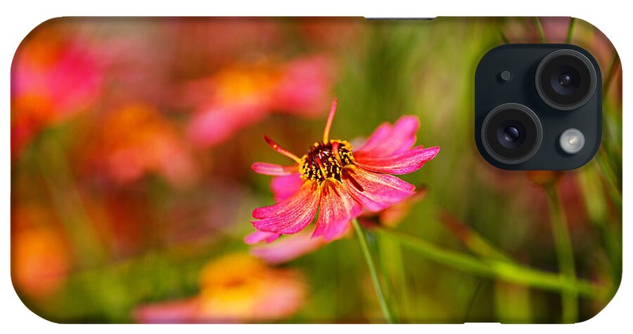Tickseed iPhone Case featuring the photograph Rum Punch Plant Coreopsis Whispers by Joy Watson