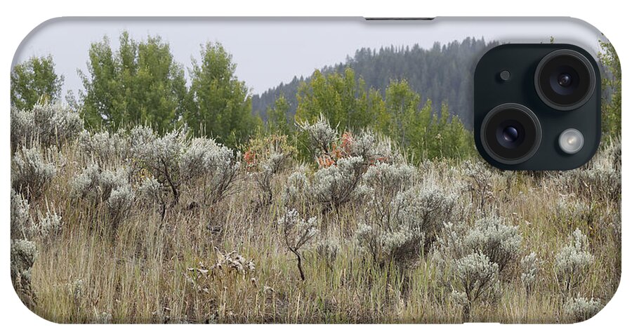 Sagebrush iPhone Case featuring the photograph Sage and Such by Stephen Schwiesow