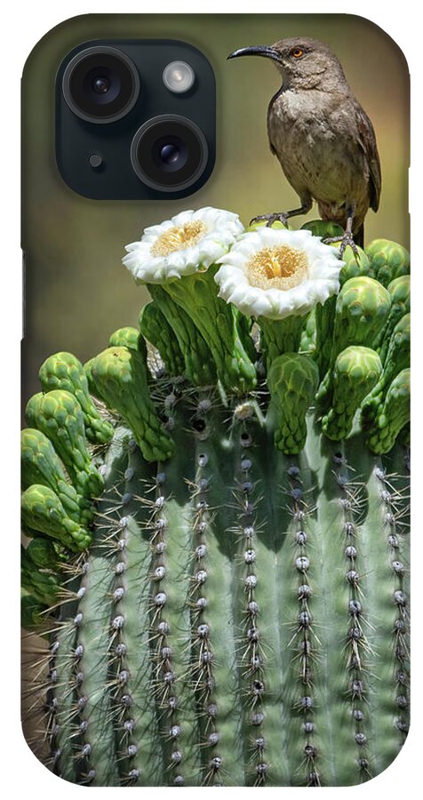 Saguaro Cactus iPhone Case featuring the photograph Saguaro Cactus Blossoms with Thresher Bird by Rebecca Herranen