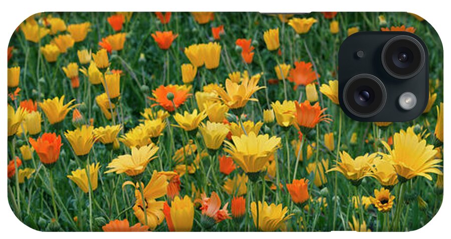 San Diego iPhone Case featuring the photograph San Diego Field of Daisies Four by William Dunigan