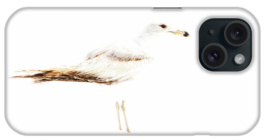 Birds iPhone Case featuring the photograph Sanderling by DB Hayes