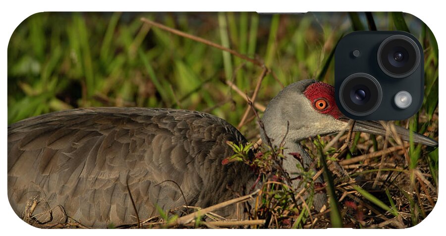 Sandhill iPhone Case featuring the photograph Sandhill Crane Nest by Carolyn Hutchins