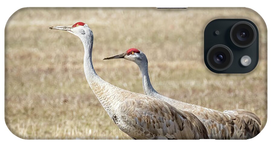 Sandhill Crane iPhone Case featuring the photograph Sandhill Cranes Pair Walking, No. 1 - March 2022 by Belinda Greb